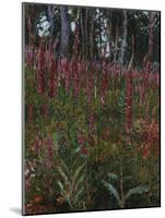 Garden with Foxgloves-Eug?ne Boudin-Mounted Giclee Print