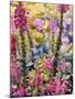 Garden with Foxgloves-Christopher Ryland-Mounted Giclee Print