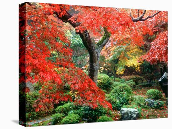 Garden with Maple Trees in Enkouin Temple, Autumn, Kyoto, Japan-null-Stretched Canvas