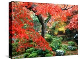 Garden with Maple Trees in Enkouin Temple, Autumn, Kyoto, Japan-null-Stretched Canvas