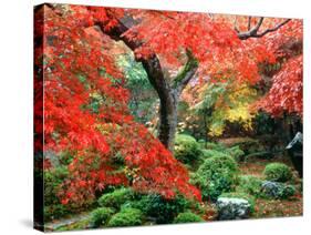 Garden with Maple Trees in Enkouin Temple, Autumn, Kyoto, Japan-null-Stretched Canvas