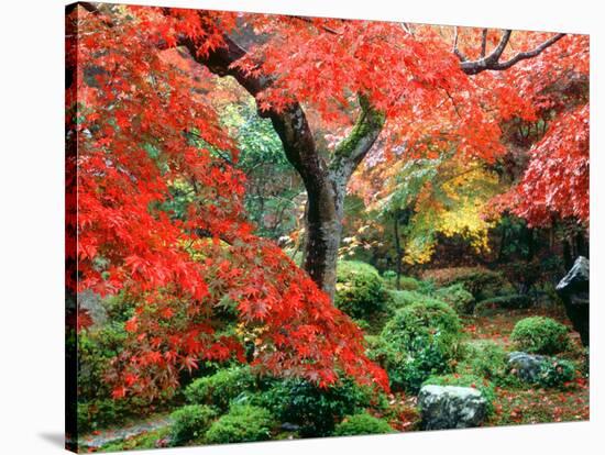 Garden with Maple Trees in Enkouin Temple, Autumn, Kyoto, Japan-null-Stretched Canvas