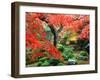 Garden with Maple Trees in Enkouin Temple, Autumn, Kyoto, Japan-null-Framed Premium Photographic Print