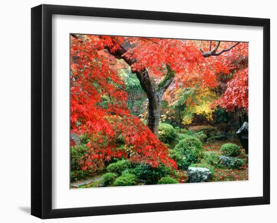 Garden with Maple Trees in Enkouin Temple, Autumn, Kyoto, Japan-null-Framed Premium Photographic Print