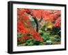 Garden with Maple Trees in Enkouin Temple, Autumn, Kyoto, Japan-null-Framed Premium Photographic Print