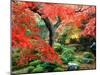 Garden with Maple Trees in Enkouin Temple, Autumn, Kyoto, Japan-null-Mounted Premium Photographic Print