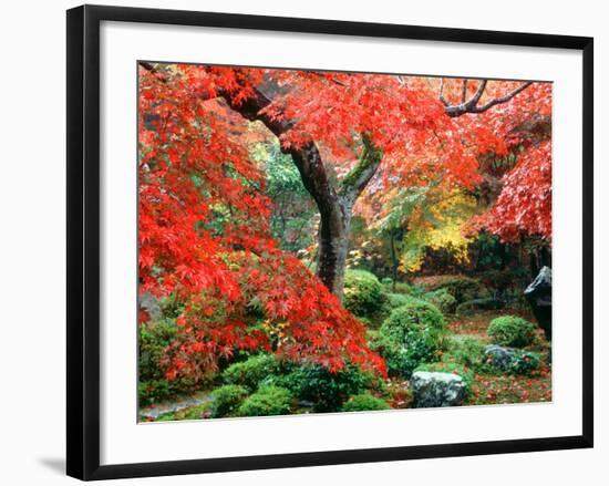 Garden with Maple Trees in Enkouin Temple, Autumn, Kyoto, Japan-null-Framed Photographic Print