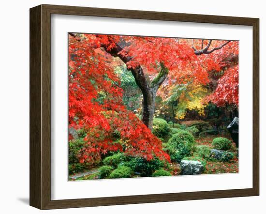 Garden with Maple Trees in Enkouin Temple, Autumn, Kyoto, Japan-null-Framed Photographic Print