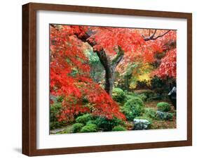 Garden with Maple Trees in Enkouin Temple, Autumn, Kyoto, Japan-null-Framed Photographic Print