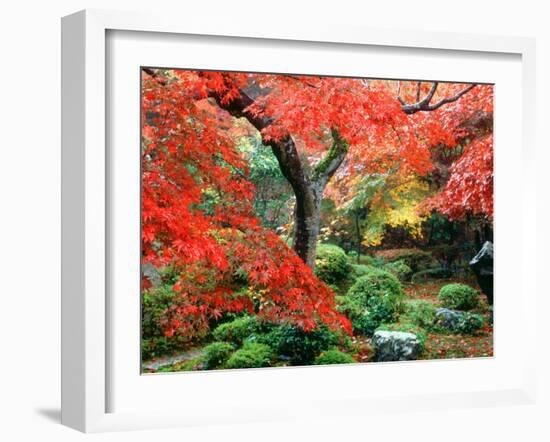 Garden with Maple Trees in Enkouin Temple, Autumn, Kyoto, Japan-null-Framed Photographic Print