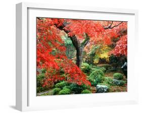 Garden with Maple Trees in Enkouin Temple, Autumn, Kyoto, Japan-null-Framed Photographic Print