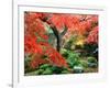 Garden with Maple Trees in Enkouin Temple, Autumn, Kyoto, Japan-null-Framed Photographic Print