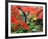 Garden with Maple Trees in Enkouin Temple, Autumn, Kyoto, Japan-null-Framed Photographic Print