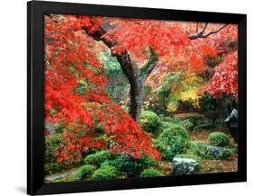 Garden with Maple Trees in Enkouin Temple, Autumn, Kyoto, Japan-null-Framed Photographic Print