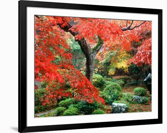 Garden with Maple Trees in Enkouin Temple, Autumn, Kyoto, Japan-null-Framed Photographic Print