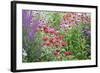 Garden with Purple Coneflowers, Red Bee Balm, and Purple Lythrum, Marion County, Illinois-Richard and Susan Day-Framed Photographic Print