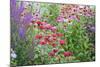 Garden with Purple Coneflowers, Red Bee Balm, and Purple Lythrum, Marion County, Illinois-Richard and Susan Day-Mounted Photographic Print