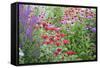 Garden with Purple Coneflowers, Red Bee Balm, and Purple Lythrum, Marion County, Illinois-Richard and Susan Day-Framed Stretched Canvas