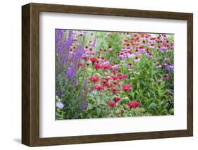 Garden with Purple Coneflowers, Red Bee Balm, and Purple Lythrum, Marion County, Illinois-Richard and Susan Day-Framed Photographic Print
