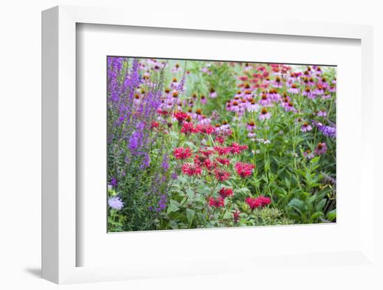 Garden with Purple Coneflowers, Red Bee Balm, and Purple Lythrum, Marion County, Illinois-Richard and Susan Day-Framed Photographic Print