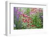 Garden with Purple Coneflowers, Red Bee Balm, and Purple Lythrum, Marion County, Illinois-Richard and Susan Day-Framed Photographic Print