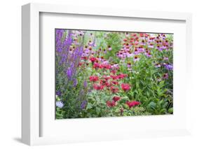 Garden with Purple Coneflowers, Red Bee Balm, and Purple Lythrum, Marion County, Illinois-Richard and Susan Day-Framed Photographic Print