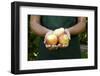 Garden, Woman, Garden-Apron, Detail, Hands, Pears, Kind "Trout", Harvested, Picked, Presents-Nora Frei-Framed Photographic Print