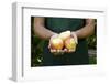 Garden, Woman, Garden-Apron, Detail, Hands, Pears, Kind "Trout", Harvested, Picked, Presents-Nora Frei-Framed Photographic Print