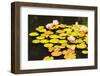 Garden-urbanlight-Framed Photographic Print