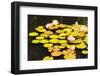 Garden-urbanlight-Framed Photographic Print