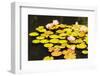 Garden-urbanlight-Framed Photographic Print