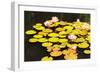 Garden-urbanlight-Framed Photographic Print