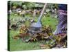 Gardener Raking Fallen Leaves with Lawn Rake, UK, November 2008-Gary Smith-Stretched Canvas