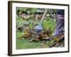 Gardener Raking Fallen Leaves with Lawn Rake, UK, November 2008-Gary Smith-Framed Photographic Print