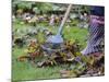 Gardener Raking Fallen Leaves with Lawn Rake, UK, November 2008-Gary Smith-Mounted Photographic Print