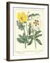 Gardener's Delight III-Sydenham Teast Edwards-Framed Art Print