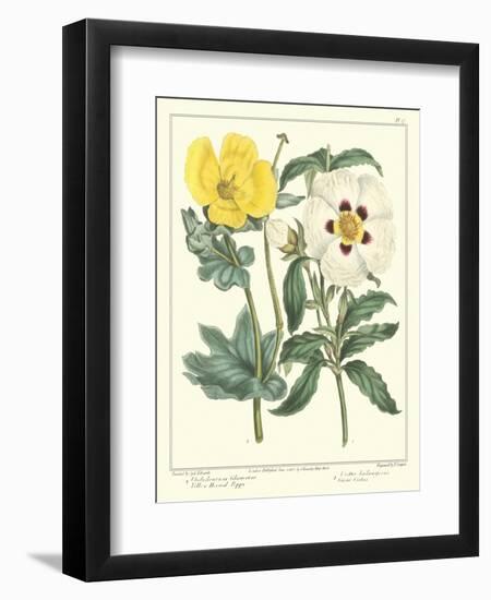 Gardener's Delight III-Sydenham Teast Edwards-Framed Art Print
