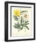 Gardener's Delight III-Sydenham Teast Edwards-Framed Art Print