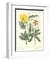 Gardener's Delight III-Sydenham Teast Edwards-Framed Art Print