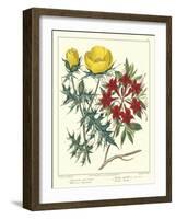 Gardener's Delight VII-Sydenham Teast Edwards-Framed Art Print