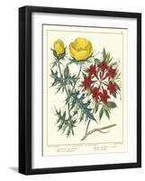 Gardener's Delight VII-Sydenham Teast Edwards-Framed Art Print