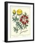 Gardener's Delight VII-Sydenham Teast Edwards-Framed Art Print