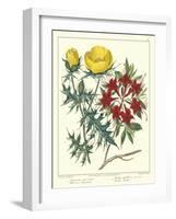 Gardener's Delight VII-Sydenham Teast Edwards-Framed Art Print