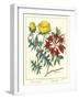 Gardener's Delight VII-Sydenham Teast Edwards-Framed Art Print