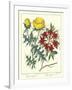 Gardener's Delight VII-Sydenham Teast Edwards-Framed Art Print