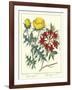 Gardener's Delight VII-Sydenham Teast Edwards-Framed Art Print