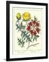 Gardener's Delight VII-Sydenham Teast Edwards-Framed Art Print