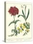 Gardener's Delight VIII-Sydenham Teast Edwards-Stretched Canvas