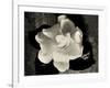 Gardenia Bloom-Amy Melious-Framed Art Print