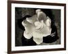 Gardenia Bloom-Amy Melious-Framed Art Print